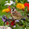 sparrow-1539475__180